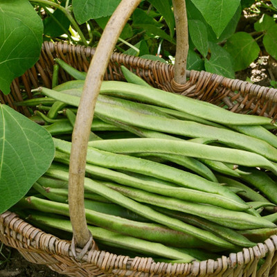 SREE Runner Beans Seed, Seem Seed, Runner Beans Hybird Seed(55 per packet)