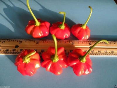 Qualtivate VXL-3AT Brazilian Starfish Chilli Pepper Seed(300 per packet)