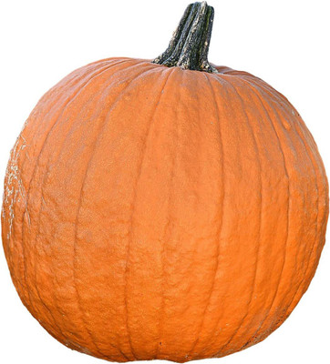 VibeX ® LXI-566 Pumpkin Gladiator - Powdery Mildew Tolerant Seed(50 per packet)