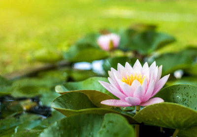 Gulabi nagari lotus,kamal gatta Seed(10 per packet)