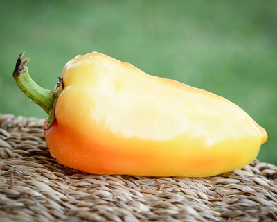 KNESSiN Non GMO Ferenc Tender Pepper Vegetable Seeds for Garden-(1200 Seeds) Seed(1200 per packet)