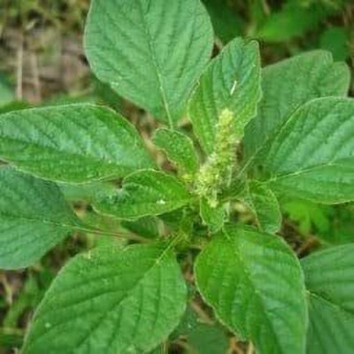 KANAYA Amaranthus Green Saag Cheera Hybrid Spinach Seed(170 per packet)