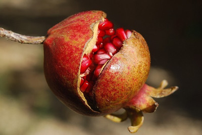 GREENSEA High Yielding Pomegranate, Anar, Dalim Seed(64 per packet)