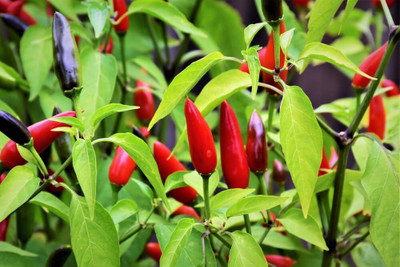 Biosnyg Disease-Resistant Birdseye Hot Chilli Seeds for Terrace Gardening-(400 Seeds) Seed(400 per packet)