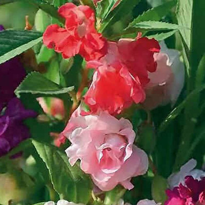 PMA Balsam seeds/ Mixed Organic Balsam Seeds/ Dopati Hybird Seed(75 per packet)