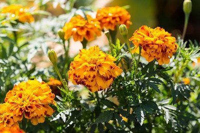 Bahan Traders marigold/gende ka phool flower seeds Seed(75 per packet)