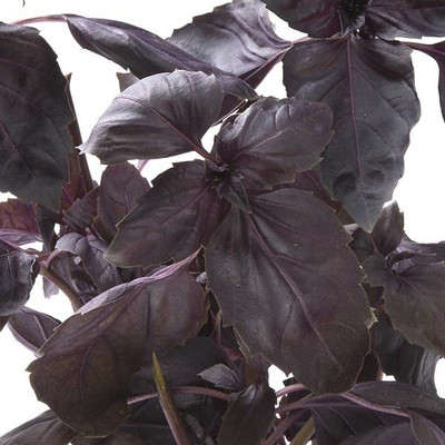 VibeX ® VXI-2 Red Osmin (Purple Basil) Seeds Seed(1000 per packet)