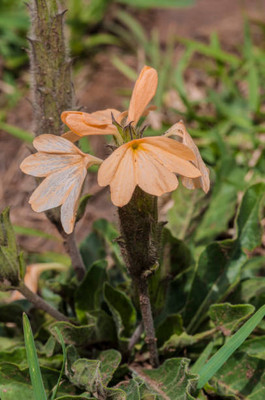 FEVESTA kanakambaram-firecracker-crossandra Seed(39 per packet)