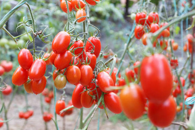 SIDDHI VINAYAK GALLERY tomato Seed(140 per packet)