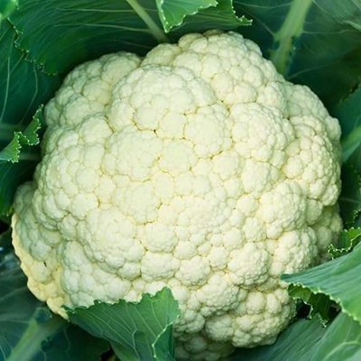 CYBEXIS Hardy White Cauliflower Seeds2000 Seeds Seed(2000 per packet)