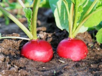 Lorvox Red Gol Radish (Mooli) Vegetable (मूली के बीज) Seed(75 per packet)