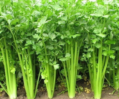 ENTENT Chinese Leaf Celery Seed(80 per packet)