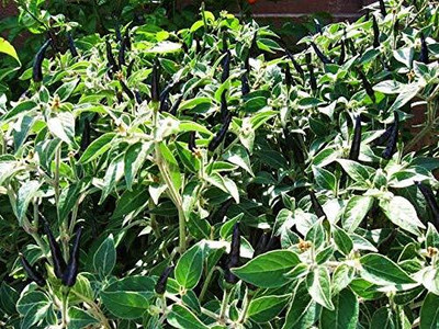 KNESSiN Black Cobra Hot Chilli[400 Seeds] Seed(400 per packet)