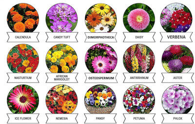 CYBEXIS 15 Varieties Imported Flower Combo Seed(10 g)