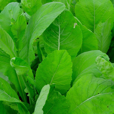 CYBEXIS TLX-75 - Tendergreen Spinach Mustard - (250 Seeds) Seed(250 per packet)