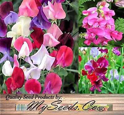 VibeX VVI-4 - Sweet Pea Flower - (100 Seeds) Seed(100 per packet)