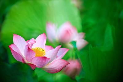 Aamaya Store lotus,kamal gatta Seed(10 per packet)