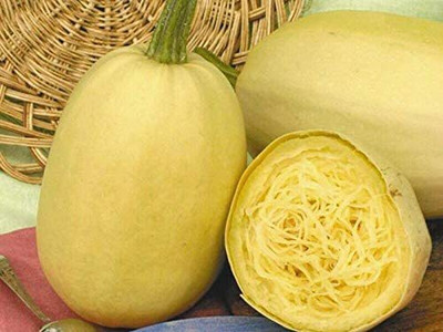 VibeX ® XXL-243 Spaghetti Squash Zucchini Yellow Seed(100 per packet)