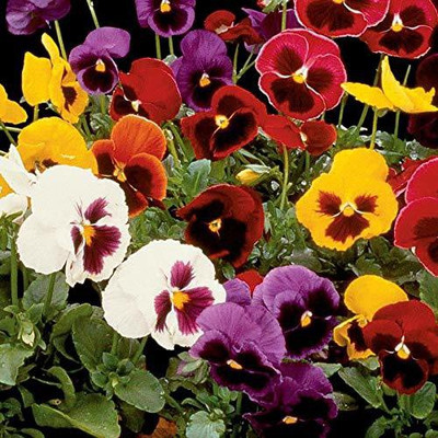 CYBEXIS High Germination Pansy/butterfly Flower Mixed Colour F1 Hybrid Seeds Seed(50 per packet)