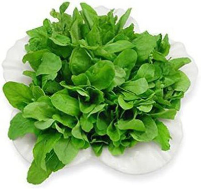 CYBEXIS NBIR-59 - Arugula - Rocket Salat (Roquette) - (2250 Seeds) Seed(2250 per packet)