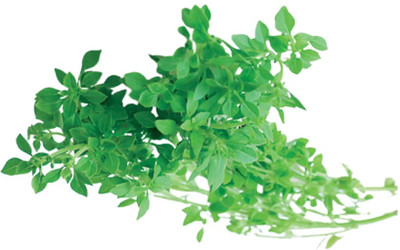 Qualtivate XLR-49 Organic Spicy Globe Basil Seed(1000 per packet)