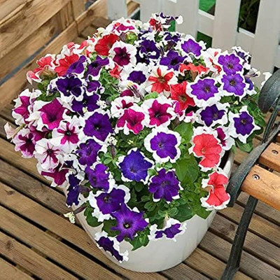 Lorvox Plumb Pudding Easy Wave Petunia Flower Seed(55 per packet)