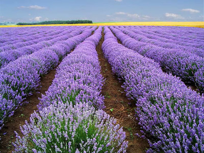 Quentova True ENGLISH LAVENDER VERA Lavandula Angustifolia Vera-KMT-2K Seed(150 per packet)