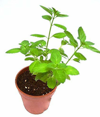 Aywal Black Tulsi Seed(20 per packet)