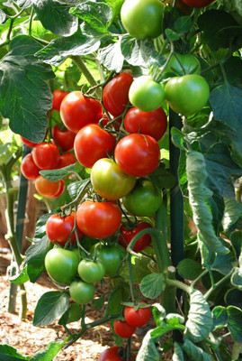 KNESSiN LAX-65 Salad Tomato Sweet Clusters Seed(200 per packet)