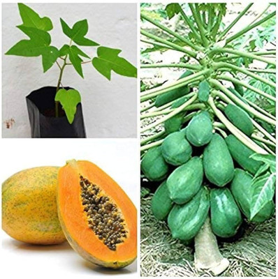 DEYS AGRO ™ hybrid red lady papaya seeds,fruit Seed(71 per packet)