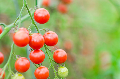 Dia tomato Seed(120 per packet)