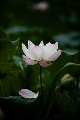YUGANTAR lotus,kamal gatta Seed(11 per packet)
