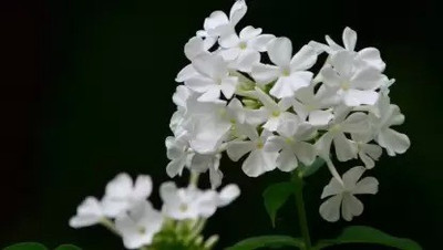 Aro Phlox beauty Seed(20 per packet)