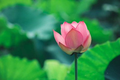 SM Exports lotus,kamal seeds Seed(13 per packet)