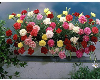 Aywal Carnation Double Mix Flower seeds Seed(70 per packet)