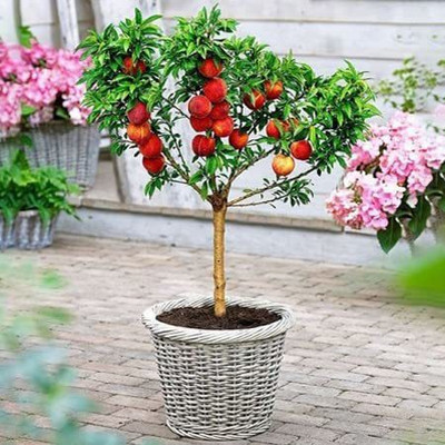 ACCELCROP Peach Cherry Fruit Seed(1 per packet)