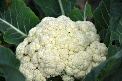 Radhakrishna white cauliflower,gobhee seeds Seed(10 per packet)