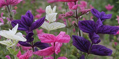 CYBEXIS XLL-1 - Clary Tricolor Mix Sage - (150 Seeds) Seed(150 per packet)