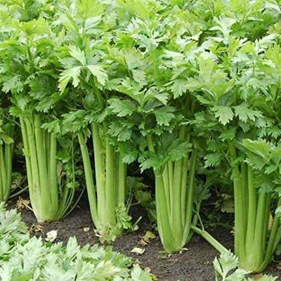 VibeX TLX-41 - Tall Utah 52/70 Celery - (750 Seeds) Seed(750 per packet)