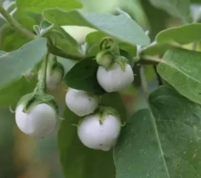 MAA Brinjal white round, Eggplant Seed(25 per packet)