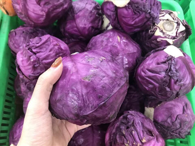 WILLVINE HAR -X Red Acre Cabbage Seeds [50g] Seed(15000 per packet)