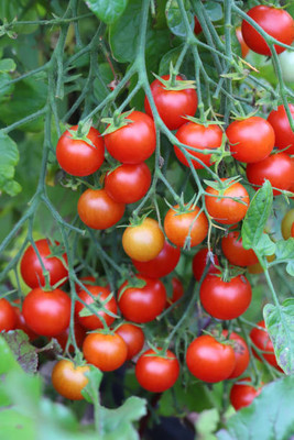 RuelandSteve tomato Seed(135 per packet)