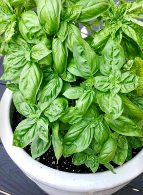 XEFRA Italian Large Leaf Basil Seed(70 per packet)