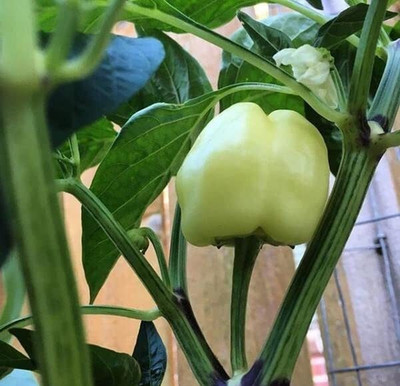 TRICONE Hybrid White Capsicum Shimla mIrch शिमला मिर्च के बीज 100 Seeds 
 FG145 Seed(100 per packet)