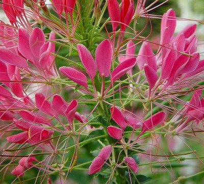 Aywal MIX CLEOME SPIDER Seed(60 per packet)