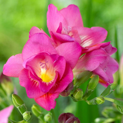 zabbus Freesia Flower Bulbs for Summer Season Pink Seed(5 per packet)