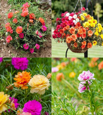 ibains Portulaca seeds combo bij 76 Seed(76 per packet)