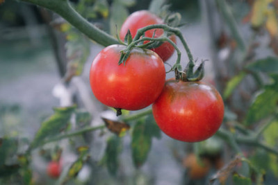 SLS tomato Seed(130 per packet)