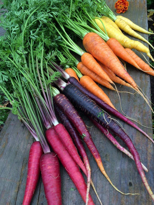 VibeX HUA-99 - Rainbow Carrot to Grow - (250 Seeds) Seed(250 per packet)