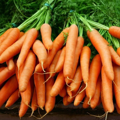 Arshiayat Carrot Seed(41 per packet)